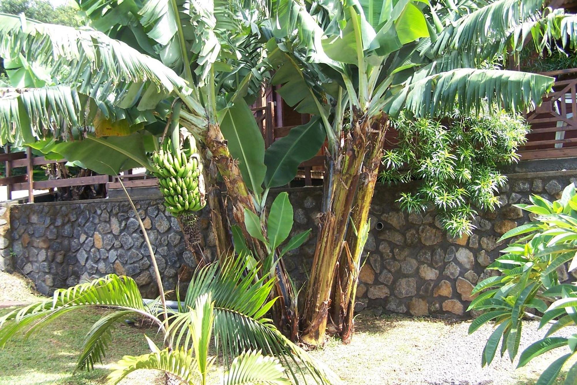 Les Bungalows Les Vanilliers, Sud Sauvage Avec Piscine แซ็ง-โฌเซฟ ห้อง รูปภาพ