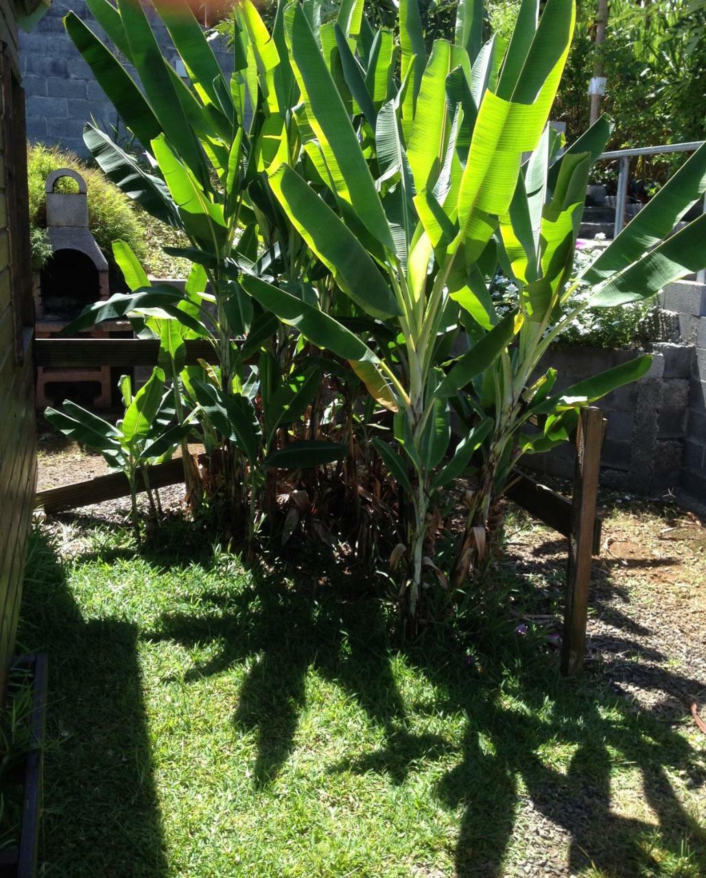 Les Bungalows Les Vanilliers, Sud Sauvage Avec Piscine แซ็ง-โฌเซฟ ภายนอก รูปภาพ